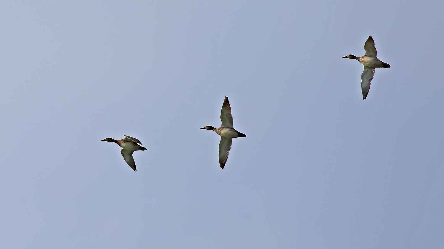 Gadwall